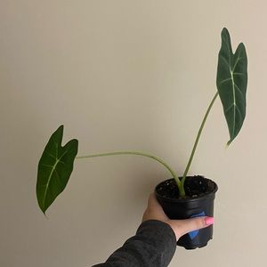 Alocasia frydek!